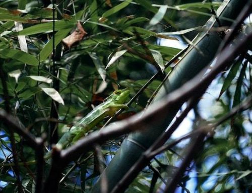 5 Manfaat Air Bambu untuk Kesehatan Tubuh yang Jarang Diketahui